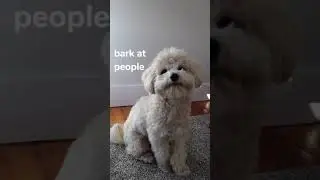Maltipoo’s New Year's Resolutions 