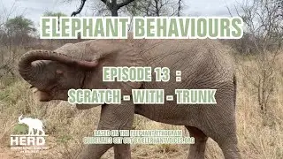 SCRATCHING ELEPHANT TRUNKS! Episode 13 of our Elephant Behaviour Series