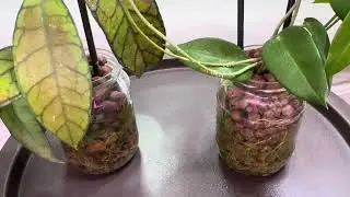 Хойи в банках 🫙Отличные результаты 😲 И чуть орхидей в конце 🌸