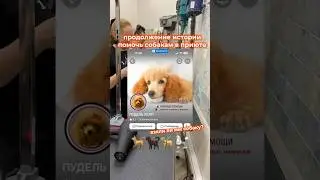 Собачки у меня в тгк:ALEKSANDRA ZAVODTSOVA #влог #щенки #пудель #реки