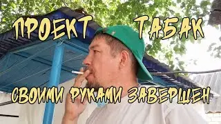 НОВЫЙ ВЛОГ ! Проект выращивание табака в домашних условиях завершен ! Такие Вот Дела