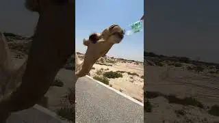 animal funny dubbing video rmw rajasthani milky Way