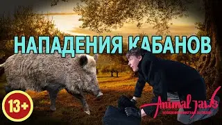 Wild boar attacks on people