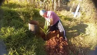 Plantando mudas de Coco no sitio angolinha