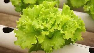 Topraksız tarım kıvırcık marul yetiştiriciliği