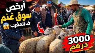 أرخص سوق غنم ف المغرب 😱… 3000 درهم 🤫