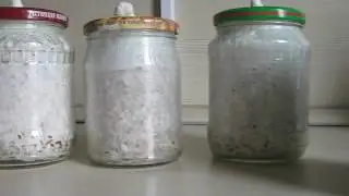 Мицелий вешенки -  отличный результат