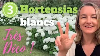 3 hortensias blancs extrêmement décoratifs !
