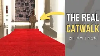 Cat Walks Like Model - Catwalk Runway