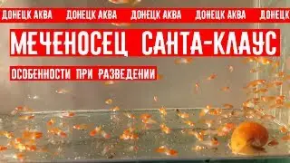 совет как развести Меченосецев, Xiphophorus hellerii, Breeding Xiphophorus hellerii, Aquarium fish