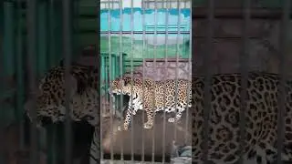 Хищные кошки. Липецкий зоопарк, глаза в глаза.