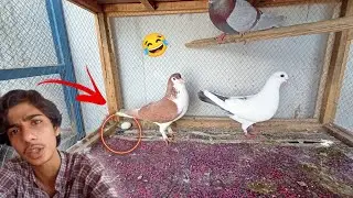 Pigeon Ne Nest Ke Bina Zameen Par anda De Diya 😂
