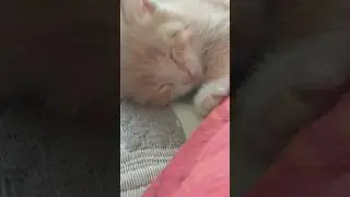 ВЛОГ МОИ ДРУЗЬЯ СПАСЛИ КОТЕНКА(3)