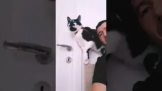 cel mai obraznic motan