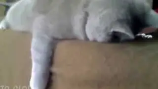 Кот спит после запоя