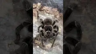 Красавица Lasiodora parahybana #животные #природа #паук #spider #tarantula #паукптицеед #террариум