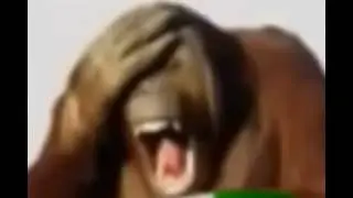 Orangutan Laugh
