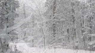 Winter Storm Sound Forest - Heavy Blizzard Snowstorm Ambience & Howling Wind Sounds For Relaxation