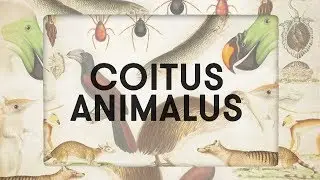 Coitus Animalus - L'abeille