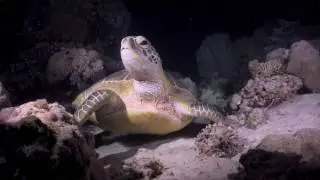Underwater Filmmaking Course Egypt Vlog Day 4!