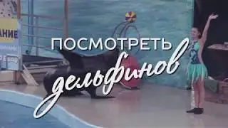Dolphins