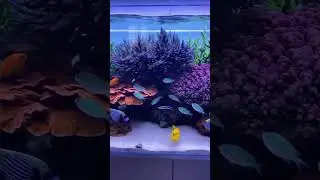 Monday Blues #marineaquarium #coralreefaquarium #reeftank #sgreefclub #reeftank