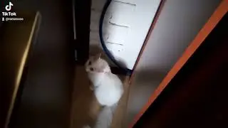 зачем кошка лижет стену