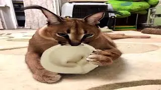 кот рассказывает как готовить пельмени - шлёпа мем