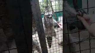 Енот акробат.Зоопарк Сказка Олега Зубков, Ялта Крым