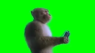 monkey Green Screen || Green screen meme  template copyright free || funny memes 