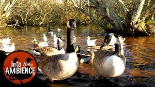 Nature Relaxation - Feeding Geese - Ducks - Seagulls - 4k Relaxation No Music