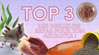 TOP 3 DES MEILLEURS REPAS POUR TES AXOLOTLS