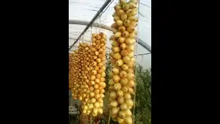 Посадка семейного лука, пекинской и ранней капусты на грядку.🧅🧅🌱