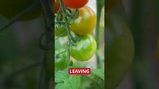 David Domoney: Tomato Rippening Tip
