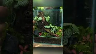 Building a Mini ECOSYSTEM Terrarium!🌍🌱