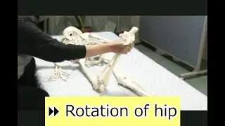 ⏩ Teaching by Handling 3 7 Rotation of hip joint with knee bent