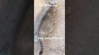 A cat Giving birth Live !🫣🫣🫣😳