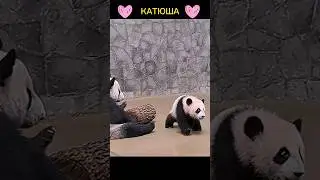 Панда Катюша.🐼 Нажмите два раза на экран. 