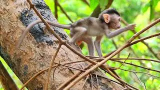 Little monkey steps on mother's head and climbs tree