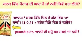 ਕਣਕ ਵਿੱਚ ਪੋਟਾਸ਼ ਤੱਤ ਦੀ ਘਾਟ ਦੇ ਲੱਛਣ! potash deficiency in wheat crop,mop 60%?
