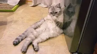 Why does the cat lick you?