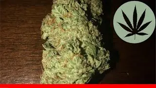 Liberty Haze - All About This Strain
