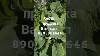 Хосты в наличии.