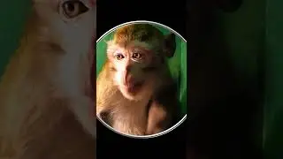 #Shorts Смешная Обезьянка. Прикольное Видео с Обезьяной Шортс Видео Shorts Смешные Животные Обезьяны