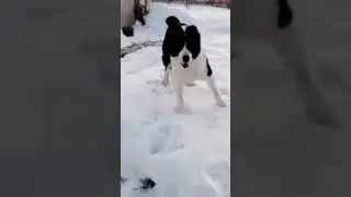 Алабай бесится.
