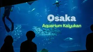 Osaka's Overlooked Attraction | Osaka Aquarium Kaiyukan