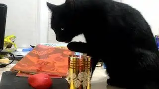 Cat drinks like a man)))