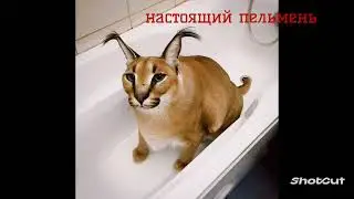 Шлёпа 