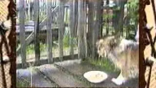 sabaka