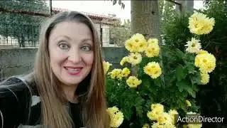 Олины Истории 🏜️ Влог#65🌵 Эуфорбии/Розы в Ноябре/Айва-Варенье/Наполеон/Хризантемы